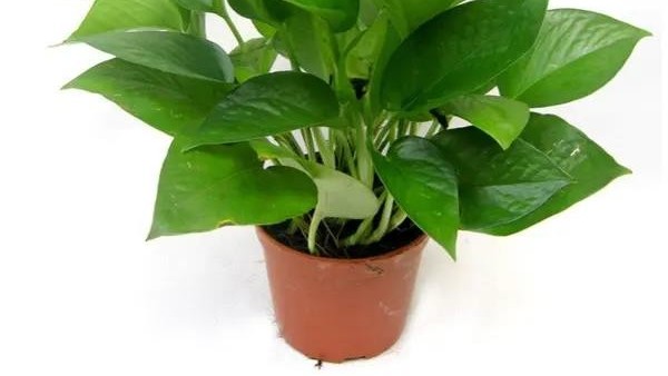 盘点办公室常见的绿色植物-绿萝养殖知识技巧