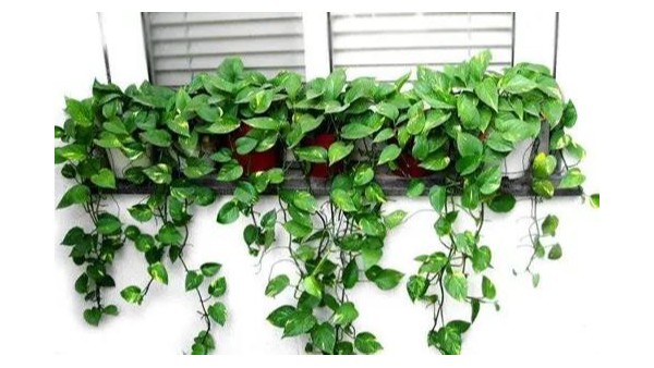 工厂装修后中常见的绿色植物-3个小技巧让你的绿萝满墙爬